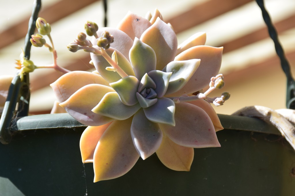 Découvrons cette merveilleuse&nbsp;succulente.