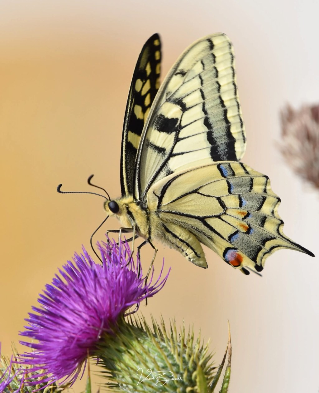 Découvrons le Machaon.