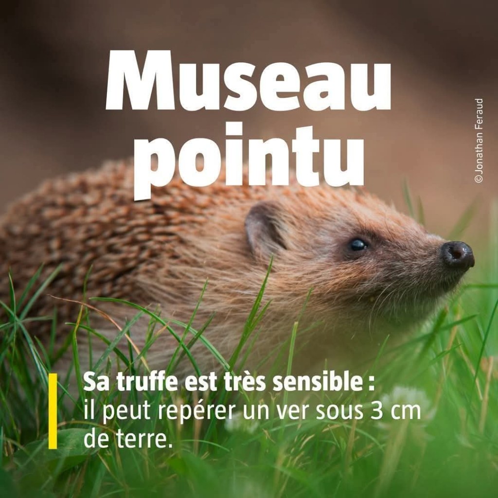 AUJOURD’HUI 25 AVRIL, PARLONS DU MUSEAU DU&nbsp;HÉRISSON.