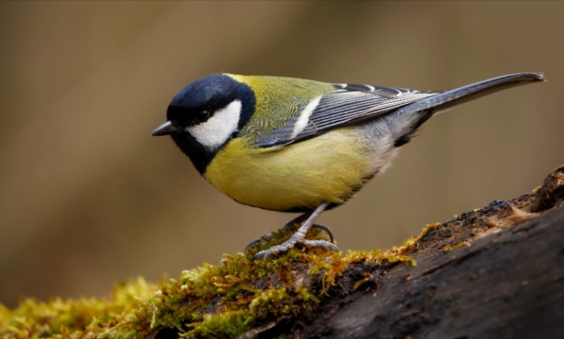 Découvrons la mésange charbonnière. (Parus&nbsp;Major).